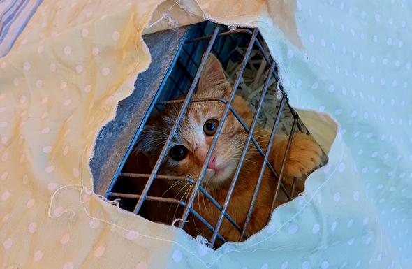 Community Cat Colony Connections - TNR in Kansas City